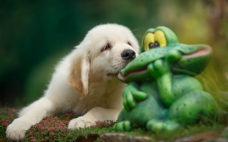 Dog frog statue outdoors rococo - the grass outside free wallpaper