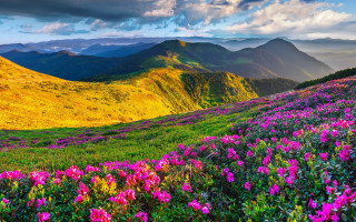 Flower field mountains clouds sky 2 - ada hill walker free wallpaper for desktop