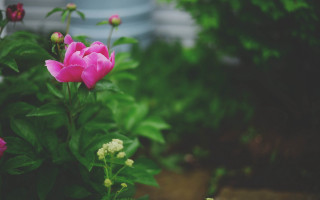 Pink flower garden shallow depth - green leaf and flowers free wallpaper