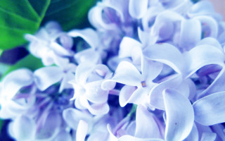 Purple flower green leaves white 3 - a purple flower free wallpaper