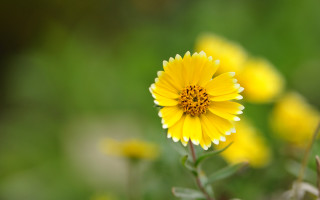 Yellow flower macro bokeh sunflower 2 - a yellow flower free wallpaper