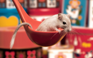 White rat pink hammock toystore - david small free wallpaper for desktop