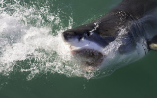 Shark open mouth teeth night - tooth free wallpaper