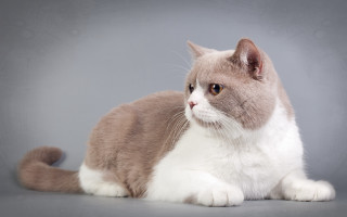 Sad shiba inu gray background - grey free wallpaper