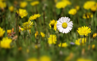 Flower field bokeh shallow depth - a field free wallpaper