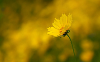 Yellow flower bokeh macro field - a blurry image free wallpaper