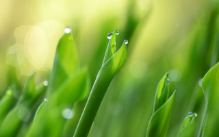 Green plant water drops bokeh - leaf and grass free wallpaper
