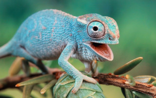Blue chameleon branch open mouth - its tongue free wallpaper