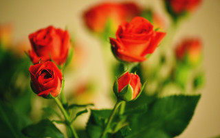 Red roses vase leaves bokeh - red rose free wallpaper