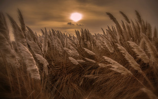Sunset field grass clouds mountain - tall grass free wallpaper