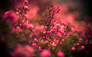 Pink flowers grass blurry background - pink flower free wallpaper for desktop