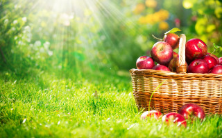 Basket apples green field sunshine - nature free wallpaper
