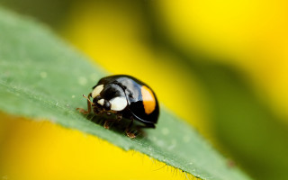 Ladybug greenleaf sunny yellowflowers macro - a lady bug free wallpaper