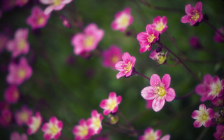 Pink flowers yellow centers blurry - choi buk free wallpaper