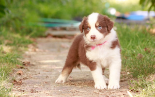 Puppy pink collar shiba inu - a puppy free wallpaper