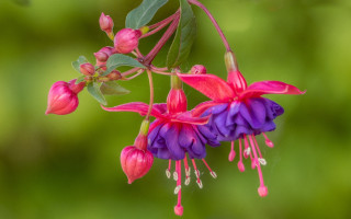 Pink flower green leaf gradient - summer vibrancy free wallpaper