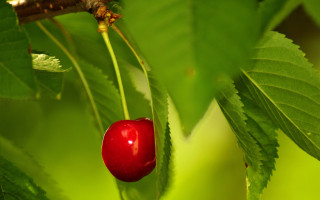 Red berry green leaves bug - a green leafy tree branch free wallpaper for desktop