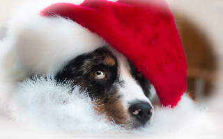 Shiba inu santa hat fluffy - nose free wallpaper