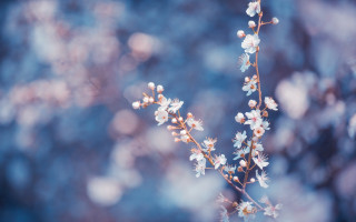White flower branch bokeh blurry - soft color free wallpaper
