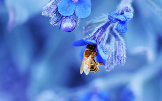 Bee blue flower macro nature - a blue flower free wallpaper