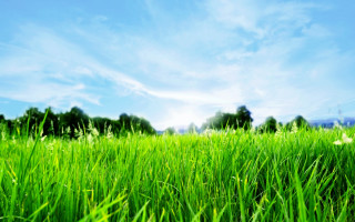 Green grass blue sky trees - green grass free wallpaper