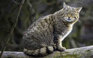 Sad cat on branch illustration - a sad look free wallpaper