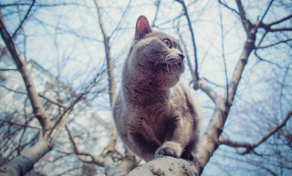 Curious cat on branch sky - a curious look free wallpaper