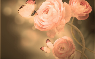 Butterfly flower glowing softcolors artphotography - soft color free wallpaper