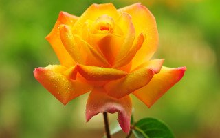 Yellow rose water droplets macro 3 - a yellow rose free wallpaper