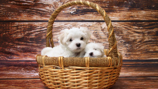 White puppies basket wooden surface - a wooden surface free wallpaper