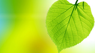 Green leaf gradient background parasol - thin free wallpaper for desktop