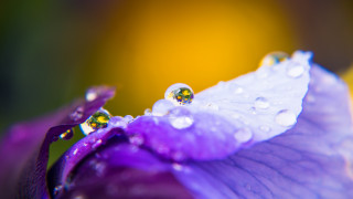 Purple flower water droplets yellow - free rain wallpaper
