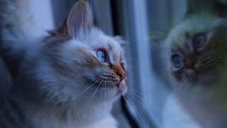 Cat reflection surrealism blue eyes - the window free wallpaper