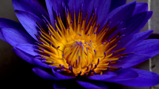 Purple flower yellow center macro 12 - yellow center free wallpaper