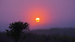 Sunset foggy forest tree sky - a sunset free wallpaper