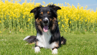 Dog tongue out field yellow - yellow flower free wallpaper