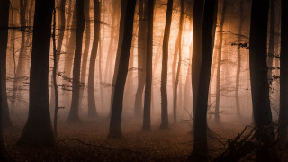 Foggy night forest trees light - fog free wallpaper for desktop