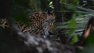 Leopard hiding in jungle camouflage - a leopard free wallpaper for desktop