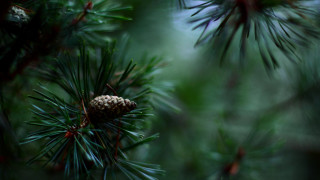Pine cone pine branch needles - a pine cone free wallpaper