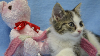 Kitten teddy bear blue blanket - a pink teddy bear free wallpaper