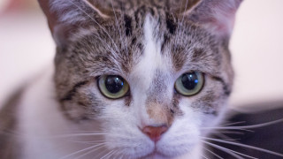 Serious gray striped cat green - black stripe free wallpaper