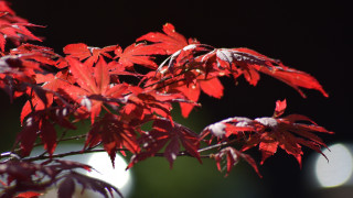 Red leaves moonlight autumn branch - a red tree free wallpaper