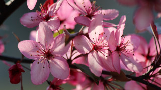 Pink flower closeup blue sky 2 - a tree branch free wallpaper for desktop