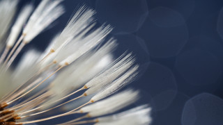 White flower closeup blue background - petal free wallpaper