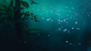 Rainy night tree leaves fireflies - free rain wallpaper
