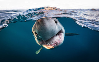 Great white shark mouth fish - great free wallpaper