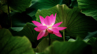 Pink flower lotus butterfly lily - bloom free wallpaper
