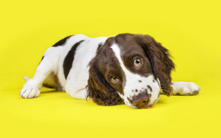 Shiba inu yellow background gradient - a black spot free wallpaper