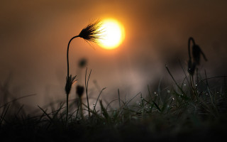 Plant sunset backlight moon field - backlight free wallpaper