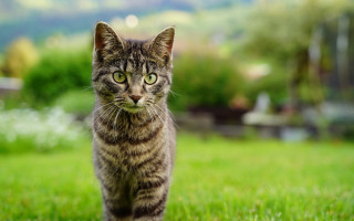 Cat grass bokeh rayonism tiltshift - the grass free wallpaper